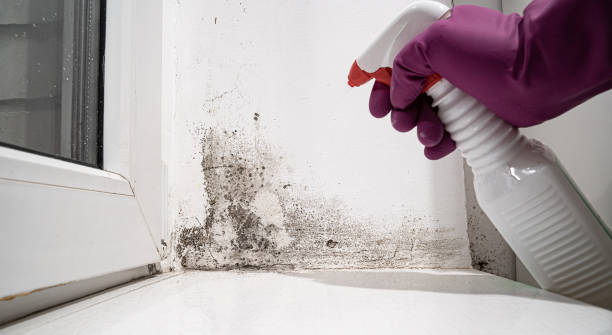 Best Water damage restoration specialists  in Black Mountain, NC